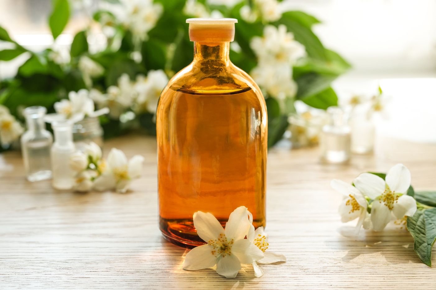 Small glass bottle with essential jasmine oil (tincture, infusion, perfume) on the white background. Jasmine flowers close up. Tincture of jasmine extract. Fragrant flower for perfumery.